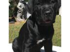 Cane Corso Puppy for sale in Reno, NV, USA