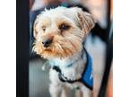 Adopt Coby a Yorkshire Terrier