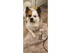 Adopt Cooper a Australian Shepherd, Spitz