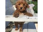 Australian Labradoodle Puppy for sale in San Diego, CA, USA