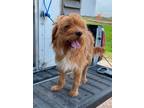 Adopt Benji - Tagged4Rescue a Terrier