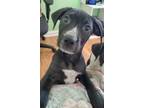 Adopt Logen a Hound