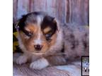 Miniature Australian Shepherd Puppy for sale in Hackensack, MN, USA