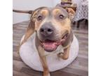 Adopt Buddy a Pit Bull Terrier
