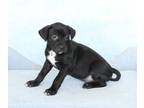 Adopt Matcha Green Tea a Labrador Retriever