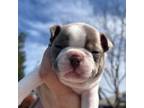 Boston Terrier Puppy for sale in Tulare, CA, USA