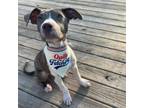 Adopt Chase a Pit Bull Terrier
