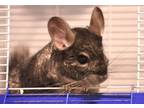 Adopt Stimpy a Chinchilla