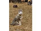 Adopt Timber a Siberian Husky