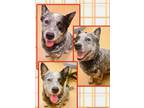 Adopt BOZ a Australian Cattle Dog / Blue Heeler