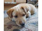Adopt Wheaton a Golden Retriever, Terrier