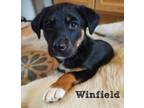 Adopt Winfield a Golden Retriever, Terrier