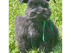 Schnauzer (Miniature) Puppy for sale in Harrison, AR, USA