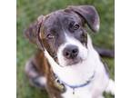 Adopt Carson a Golden Retriever, Boxer