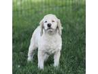 Cocker Spaniel Puppy for sale in Sugarcreek, OH, USA