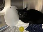 Adopt Bruce a Domestic Short Hair