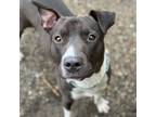 Adopt Jordan a American Staffordshire Terrier