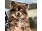 Adopt Grizzly a Pomeranian