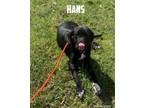 Adopt Hans (Elsa's Puppies) a Labrador Retriever, Hound