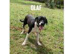Adopt Olaf (Elsa's Puppies) a Labrador Retriever, Hound