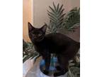 Adopt Thackery a Domestic Short Hair