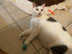 Adopt Romeo a Domestic Short Hair