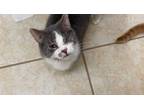 Adopt Alex a Domestic Short Hair