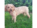 Mutt Puppy for sale in Bluffton, IN, USA