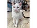 Frank Domestic Shorthair Young Male