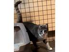 Snugzie (24-116) Domestic Shorthair Adult Female