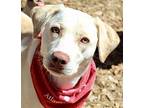 Nala Labrador Retriever Young Female