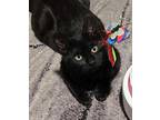 Nori Domestic Shorthair Young Female