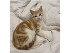 Julius Domestic Shorthair Kitten Male