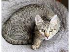 CB Domestic Shorthair Kitten Female