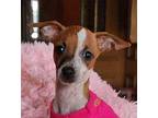 Zoey Chiweenie Puppy Female