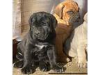 Cane Corso Puppy for sale in Poulsbo, WA, USA