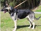 Rambo 39319 German Shepherd Dog Young Female