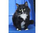 Tate - 38902 Domestic Longhair Adult Male