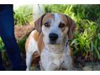 Motley Coonhound Adult Male