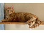 MILO Domestic Shorthair Young Male