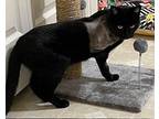 Binx Domestic Shorthair Young Male