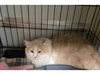 Adopt Declan a Domestic Long Hair