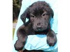 Mercury 39276 Labrador Retriever Puppy Male