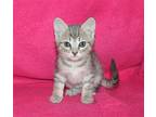 Theo - 39242 Domestic Shorthair Kitten Male