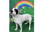 Coaley American Bulldog Adult Male