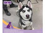 Skye Husky Puppy Female