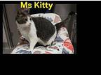 Ms Kitty Domestic Shorthair Adult Female