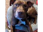 Adopt Clyde Ryan a Pit Bull Terrier, Mixed Breed