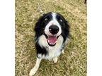 Archer Border Collie Young Male