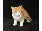 Blossom - 39356 Domestic Shorthair Young Female